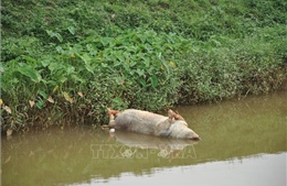 Bắc Giang tập trung xử lý tình trạng vứt xác lợn chết ra môi trường