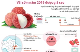 Vải sớm năm 2019 được giá