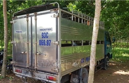 Xe tải chở hơn 2 tấn lợn không giấy tờ từ vùng dịch đi tiêu thụ