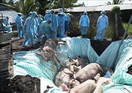 Bình Thuận đã xuất hiện dịch tả lợn châu Phi