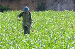 Nhiều giải pháp giúp nông dân phòng trừ sâu keo mùa thu