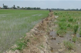 Xử lý tình trạng bán đất mặt ruộng lúa làm gạch tại Đồng Tháp