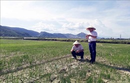 Nguy cơ 65.500 ha lúa ở Trung Bộ bị hạn hán, thiếu nước
