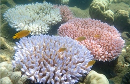 Australia lắp &#39;mắt thần&#39; bảo vệ rạn san hô lớn nhất thế giới