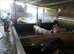 Kiểm soát, ngăn chặn dịch tả lợn châu Phi bùng phát