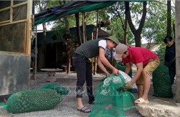 Khuyến cáo người dân không nuôi ốc bươu vàng dù thương lái thu mua