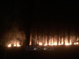 Cháy cục bộ một số lô cao su tại Bình Phước trong dịp nghỉ Tết