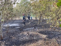 Cháy lớn thiêu rụi 3 ha điều đang thu hoạch ở Lộc Ninh, Bình Phước