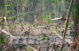 Gia Lai: Kiểm điểm các tập thể, cá nhân để mất hàng nghìn ha rừng