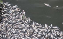  Điều tra nguyên nhân cá chết nhiều ở biển huyện Nghi Lộc, Nghệ An