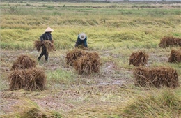 Mưa tầm tã 2 ngày khiến hơn 2.400 ha lúa tại Phú Yên bị ngã đổ