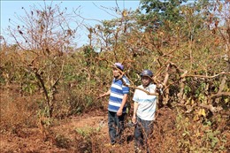 Khẩn trương xây dựng phương án bồi thường cho các hộ dân ở huyện Chư Sê bị thu hồi đất