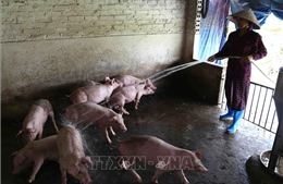 Hỗ trợ nông dân và doanh nghiệp tái đàn lợn hiệu quả