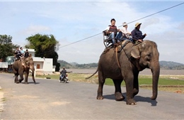 Nữ du khách bị ngã dập phổi, gãy 4 xương sườn khi cưỡi voi tại Đắk Lắk