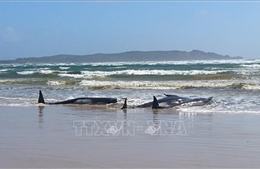 Số cá voi chết do bị mắc cạn ngoài khơi Australia tăng lên 90 