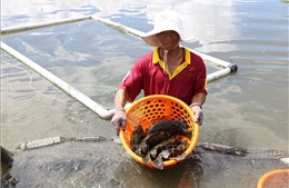 Nông dân Khánh Hòa nuôi cá mú đạt hiệu quả kinh tế cao