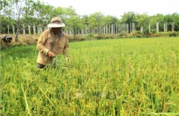 Gia Lai: Ứng dụng nhiều biện pháp phục hồi đất nông nghiệp 