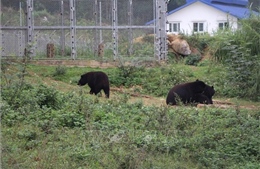 Ngày động vật hoang dã thế giới 3/3: Nơi những cá thể gấu được về với tự nhiên