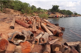 Phát hiện bãi gỗ lậu số lượng lớn dưới lòng hồ thủy điện Sê San 4