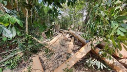Phó Thủ tướng yêu cầu xử lý vụ việc phá rừng tại Mang Yang, Gia Lai do báo Tin tức phản ánh