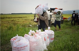 Thanh niên tình nguyện giúp nông dân Bắc Giang thu hoạch lúa xuân