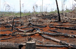 Phản hồi thông tin của TTXVN: Xử lý tình trạng phá rừng ở Đắk Nông