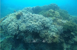 Tăng cường quản lý, bảo vệ rạn san hô ven biển Quy Nhơn