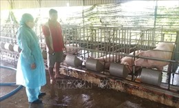 Tiêu hủy 26 con lợn nhiễm dịch tả châu Phi ở huyện Bù Đốp