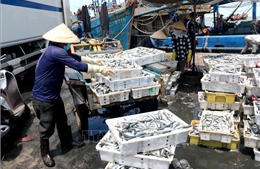 Hỗ trợ bốc dỡ hơn 300 tấn hải sản tồn đọng trên tàu cá do ảnh hưởng dịch COVID-19