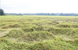 Quảng Trị: Nước sông đang lên, khẩn trương thu hoạch 3.700 ha lúa tránh ngập úng