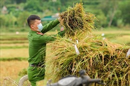 Chiến sỹ công an Hương Sơn giúp dân thu hoạch lúa tránh bão