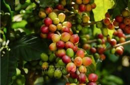 Nâng chất cho cà phê, hạt tiêu đáp ứng tốt thị trường xuất khẩu
