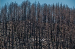Giới khoa học đi tìm nguyên nhân gây nạn cháy rừng tồi tệ ở miền Tây nước Mỹ