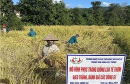 Bảo tồn, xây dựng thương hiệu giống lúa đặc sản của người Thái ở Na Loi