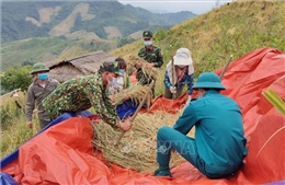 Bộ đội Biên phòng Điện Biên giúp người dân vùng cách ly thu hoạch lúa nương