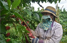 Đắk Nông thiếu hụt nhân công thu hoạch cà phê do dịch COVID-19