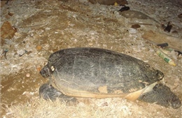 Bảo tồn, bảo vệ quần thể và nơi sinh cư của rùa biển