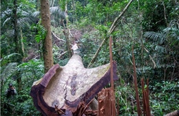 Hàng chục cây gỗ rừng bị chặt hạ ở Khu bảo tồn thiên nhiên Bắc Hướng Hóa    