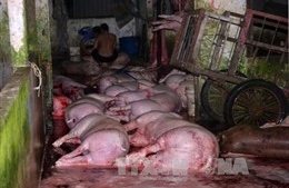 Giám sát việc sử dụng chất cấm trong chăn nuôi, giết mổ gia súc