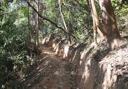 Điện Biên: Chỉ đạo kiểm tra, xác minh vụ mở đường trong rừng đặc dụng Mường Phăng 