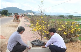 Mai vàng Bình Định đạt doanh thu kỷ lục