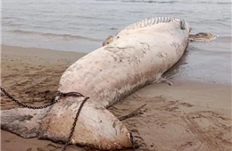 Xác cá voi trên 10 tấn trôi dạt vào bờ biển Thanh Hóa