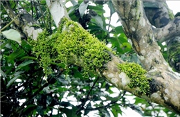 Bảo tồn giống chè Shan tuyết cổ thụ ở Vườn quốc gia Xuân Sơn