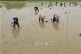 Hà Nội tập trung gieo cấy lúa vụ Đông Xuân 