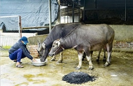Điện Biên có trên 160 gia súc bị chết rét