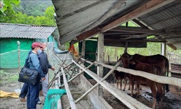 Thừa Thiên - Huế tập trung các giải pháp chống rét cho đàn gia súc