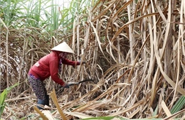 Nông dân miền núi Phú Yên thu hoạch mía trong niềm vui được mùa, được giá