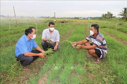 Trà Vinh: Hơn 390 tỷ đồng hỗ trợ tái cơ cấu nông nghiệp