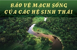 Ngày Quốc tế hành động vì các dòng sông 14/3: Bảo vệ mạch sống của các hệ sinh thái