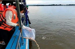 Tái tạo, bảo vệ nguồn lợi đưa thủy sản Việt Nam phát triển bền vững